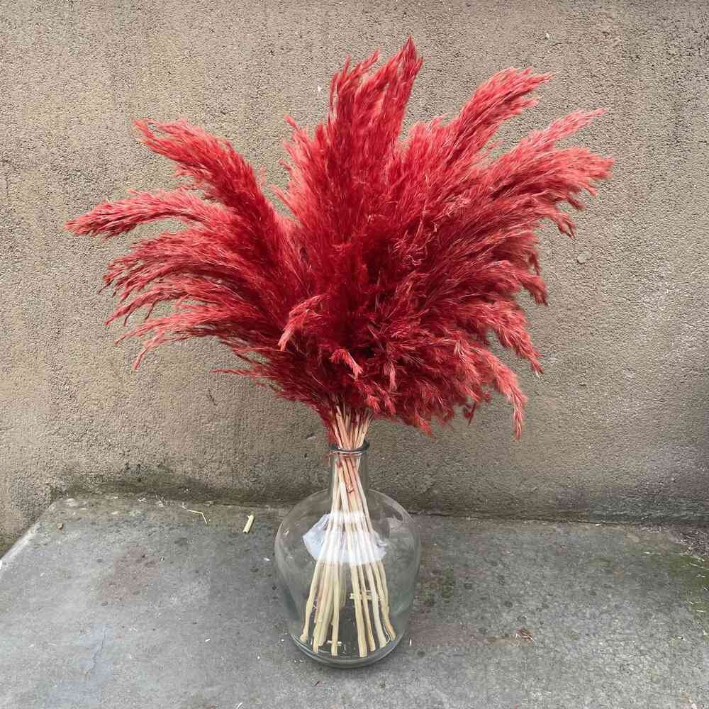 10 St Red Color Large Size Real Dried Pampas Grass..